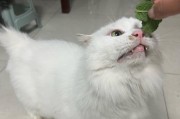猫薄荷（探索猫薄荷的神奇力量，让你的宠物猫快乐无比）