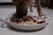 三个月前小狗的饮食需求（从婴幼儿配方奶粉到固体食物的逐渐转变）