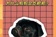 狗狗的排泄频率及其原因（了解狗狗每天拉屎的正常次数以及少排泄的可能原因）