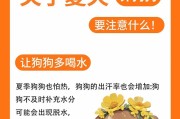 养育两个多月的狗需要注意的事项（关注狗的健康、社交和训练是关键）