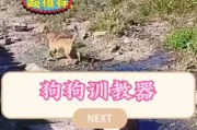 培养良好习惯（以积极方法训练狗狗，助你建立和谐的宠物关系）