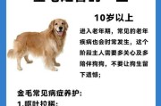金毛感冒的康复时长与护理方法（探究金毛感冒的治愈时间和有效的护理方法）