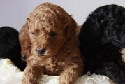 贵宾犬的多彩世界（探索贵宾犬的各种颜色及我心目中的最爱）