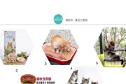 宠物猫下崽前应该注意什么（宠物猫妊娠前的准备工作及注意事项）