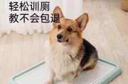 幼犬食物选择对便便臭味的影响（为什么幼犬便便会臭？如何改善幼犬便便的臭味？）