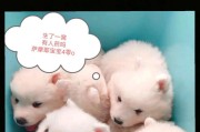 萨摩耶幼犬抱回家的最佳时间（从何时开始照顾你的新家庭成员？）