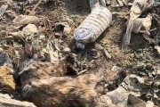 流浪猫的常见疾病及预防措施（保护流浪猫健康，共创友善社区）
