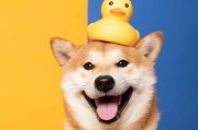 柴犬的常见颜色及其特点（揭开柴犬四大常见颜色的神秘面纱）
