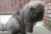 高加索价格及饲养方法介绍（高加索犬价格、高加索犬饲养方法）