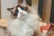 猫为何爱歪头？（探索猫咪歪头的原因及意义）
