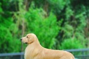 以什么小型狗最温顺？（探索最温顺的小型狗品种及特点）
