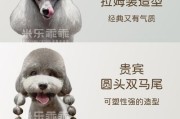 初养贵宾犬的准备工作（打造舒适的生活环境和健康的饮食计划）