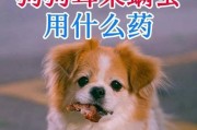 小狗耳朵发炎，选择合适药物进行治疗的重要性（如何选择适合小狗耳朵问题的药物？）