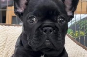 法斗犬的优缺点及解决方法（如何解决法斗犬梳理清洁问题）