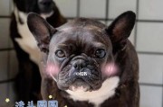 以法斗为主题的多彩世界（法斗）