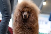 贵宾犬一日一餐（以贵宾犬为例，探讨每日一餐饮食习惯的好处与注意事项）