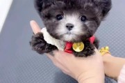 泰迪狗（探索泰迪狗的迷人特质与魅力）