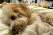 为什么狗狗的脚臭味重？（了解狗狗脚臭的原因及应对方法）