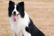 牧羊犬是否适合新手养？（了解牧羊犬的性格和需求，才能选择合适的宠物）