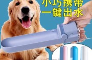 小狗多久喝一次水？（探究小狗出去遛弯需要喝水的频率）