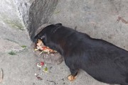 如何科学喂养幼犬（营养均衡是培养幼犬健康的关键）