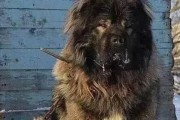 高加索犬的养殖热点地区（探寻高加索犬饲养的流行地点）