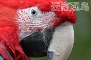 了解野生紫蓝金刚鹦鹉的饮食习性（揭秘紫蓝金刚鹦鹉最爱的美食）
