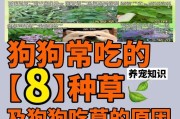 狗狗肠胃不好？试试这些水果！（水果能缓解狗狗肠胃问题，）