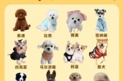 贵宾狗养护要点（6个关键要点助你成为贵宾狗的贴心主人）