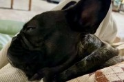 法斗犬饲养要注意的事项（新手如何正确养护法斗犬）