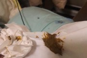 小奶猫大便的正常表现与判断（了解小奶猫大便的标准和健康情况，）