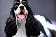 如何科学养护可卡犬？（探索饲养可卡犬的最佳方法）