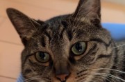 揭秘猫咪背尾巴的神秘之谜（为什么猫咪的尾巴成为它们的重要传递器官？）