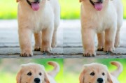 金毛犬两个多月的饮食建议（如何选择适合金毛犬幼犬的狗粮）