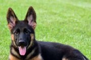 以德牧幼犬的饲养方法（培养德牧幼犬健康快乐成长）