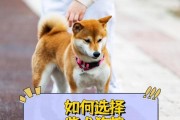 柴犬的最佳狗粮选择（全面了解柴犬所需的营养及狗粮推荐）