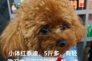 泰迪狗狗总走丢的原因（探究泰迪狗狗走丢的背后原因及预防方法）