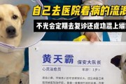 宠物看病需要多长时间？（了解宠物看病的时间安排和注意事项）