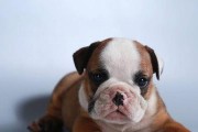 斗牛犬眼睛的主要颜色及其特征（探索斗牛犬眼睛的色彩世界）
