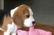 中型犬养犬攻略之独特魅力的比格犬（为什么比格犬好看却不敢养？与比格犬共度美好时光的关键）