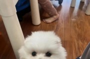 狗狗怀孕的迹象及时间表（狗狗怀孕的表现及排卵周期）