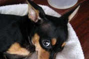 小鹿犬的饲养方法——关爱宠物，冬季记得保暖！（用心照顾，让小鹿犬健康快乐成长）