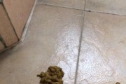 刚出生的幼犬为什么会拉稀？（探究幼犬拉稀的原因及应对措施）