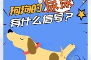 狗狗尿液黄的原因和解决方法（探究狗狗尿液黄的可能原因及如何处理）