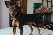 小鹿犬与吉娃娃（探究小鹿犬与吉娃娃在外貌和性格上的差异及其关键特点）