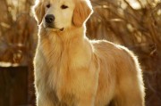 巴西巨人金毛——南美洲的宠物明星（探秘金毛犬的特征、历史和养护技巧）
