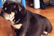 狗狗生完小狗多久能洗澡？（洗澡时间的关键因素及正确的洗澡方法）