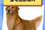 金毛犬（金毛犬价格、金毛犬性格特点、金毛犬适合家庭的是“金毛犬”）