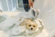 狗狗手术后多久可以洗澡？（狗狗手术后洗澡的注意事项与时间安排）