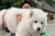 选择大型犬作为宠物的优势与挑战（探索大型犬的适应性和训练需求）